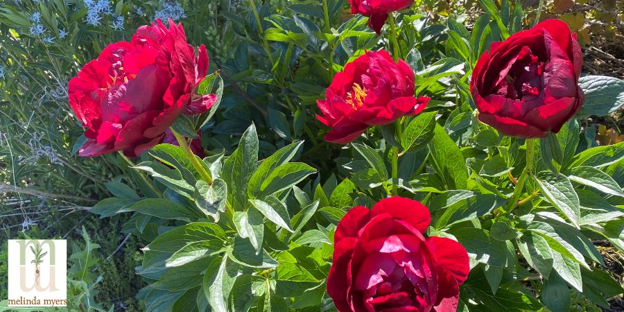 pink flowers