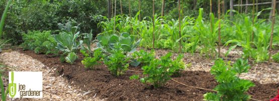 JGgarden_weeds_no_chemical_handpulling_900_x_450_px_555_x_201_px-min_1.jpg