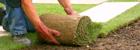 Man putting down sod. A man sodding his lawn with new, weed-free grass.