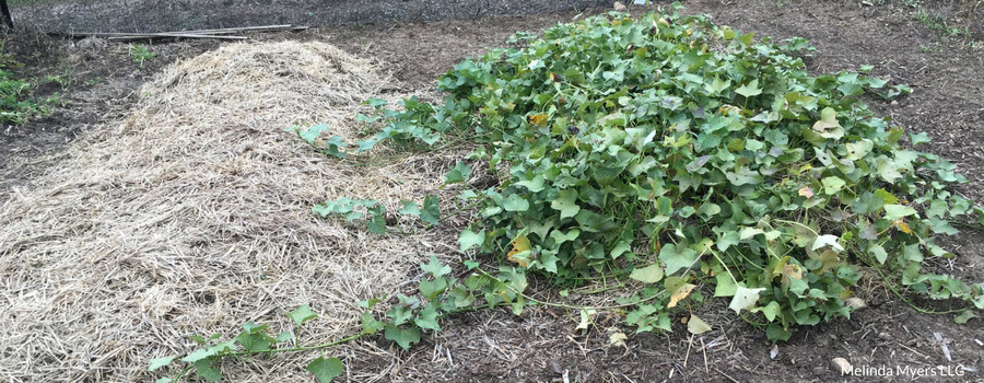 Sweet potatoes plants in a Hugelkultur garden