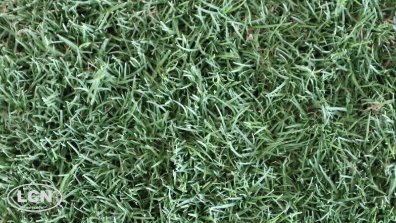 bermuda warm season grass