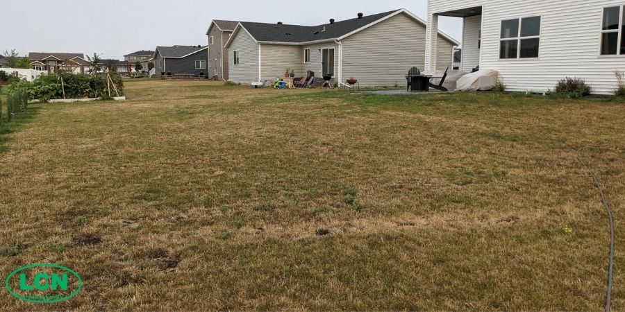 drought grass in a backyard