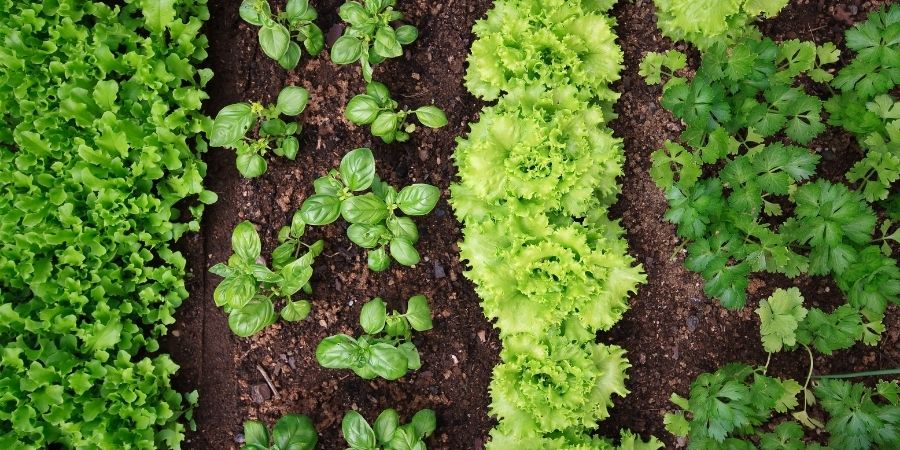 rows of garden vegetables