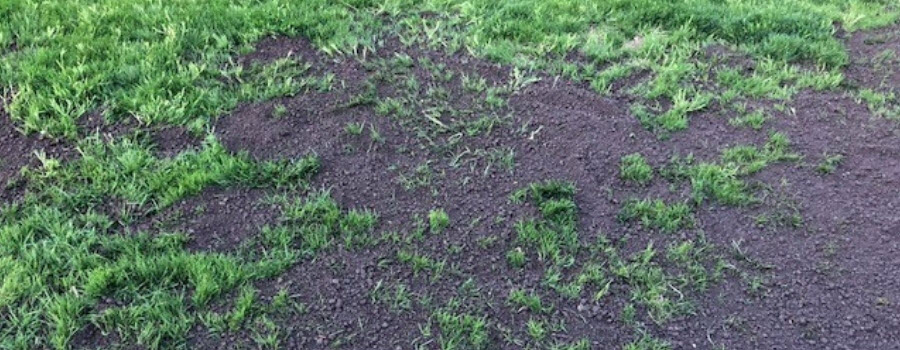 Top Dressing lawn with soil