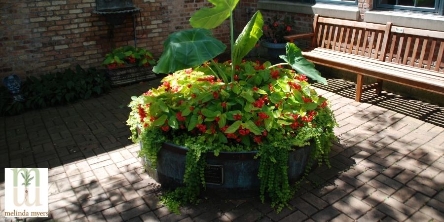 yellow and red container garden outside on patio