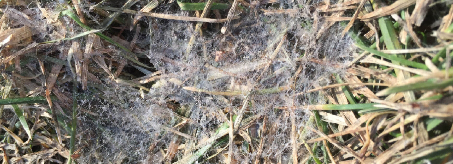 Grey snow mold grass disease