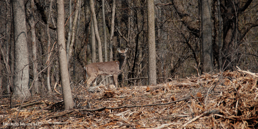 protect from deers.png