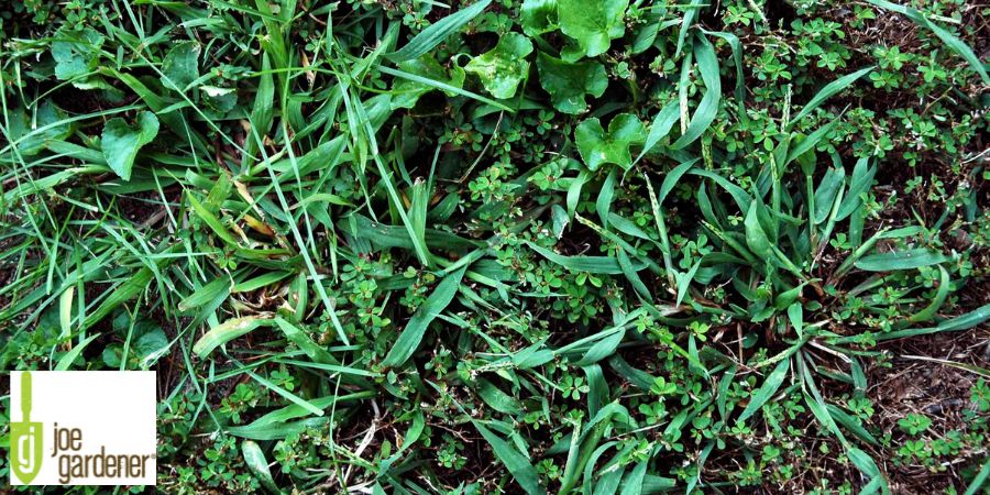 weeds in lawn