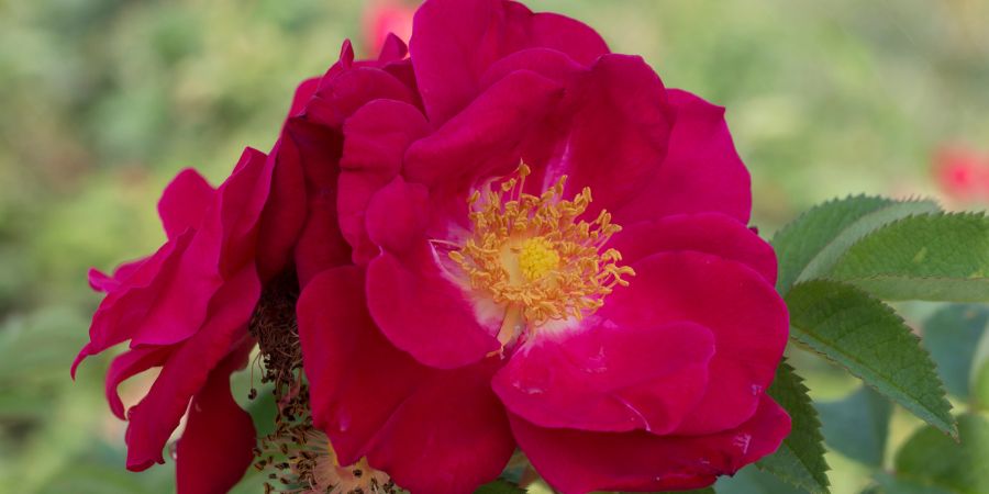 Pink Hardy Rugoas Rose in a garden 