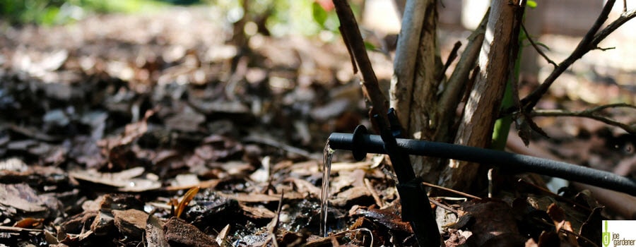 Drip Irrigation in the landscape
