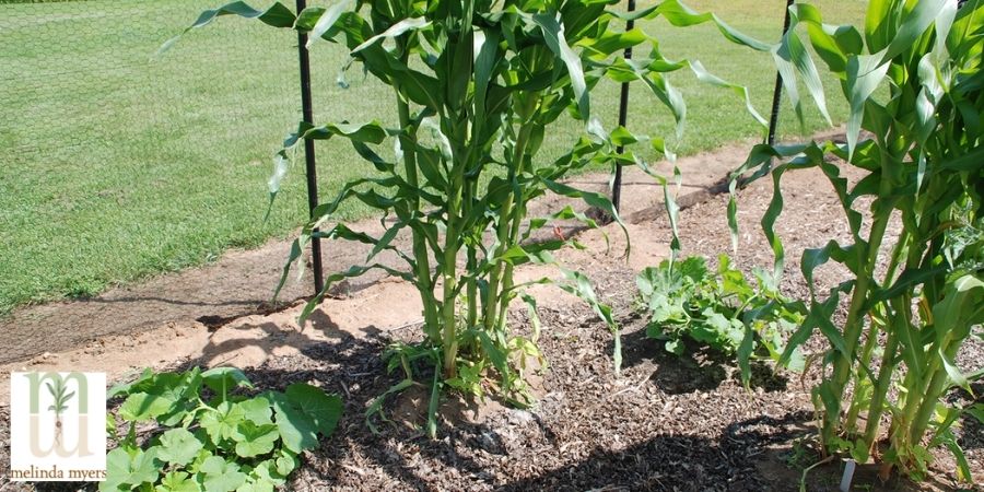 three sisters planting strategy