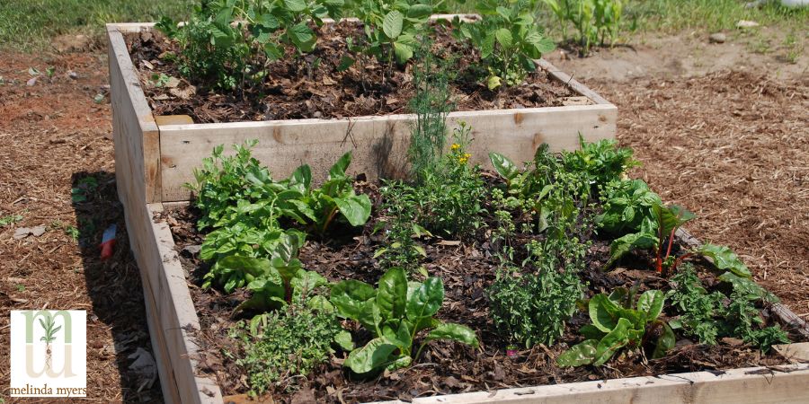 raised bed garden