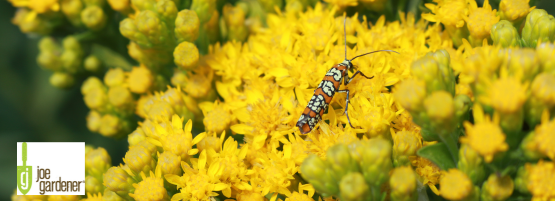 jg__purple_aster_native555_x_201_px.png