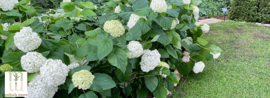 Hydrangea_555_x_201_px.webp