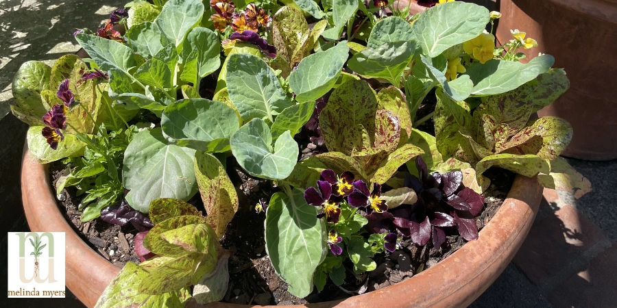 container gardening brussel sprouts and lettuce 