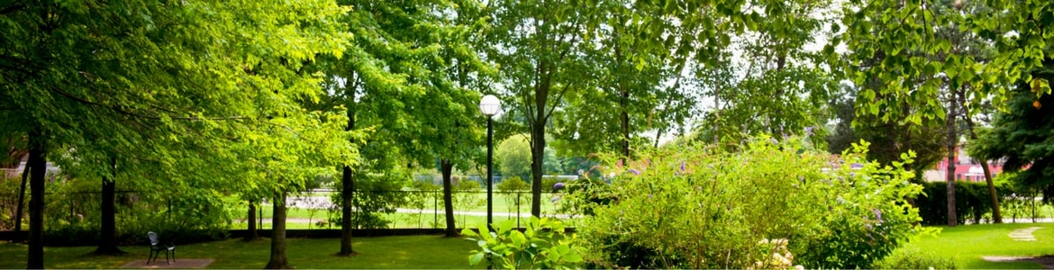 Green trees and shrubs Milorganite fertilizer helps shrubs and trees like these have a long and healthy life.