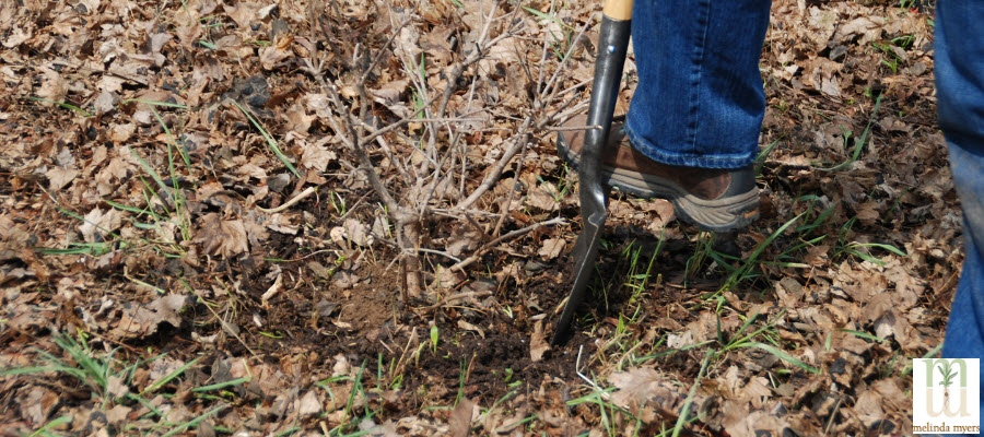 Digging up a shrub with a shovel