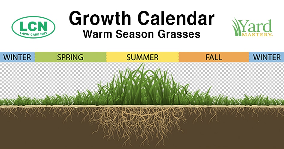 infographic of southern lawn growth calendar