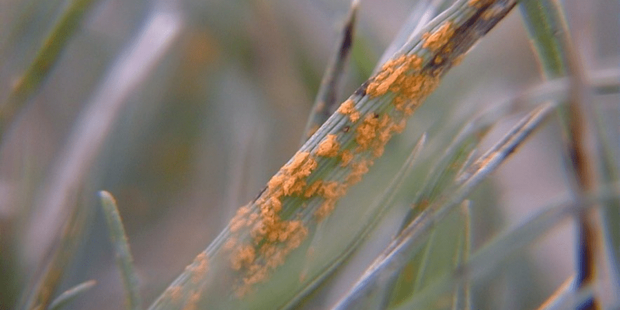 grass rust.png