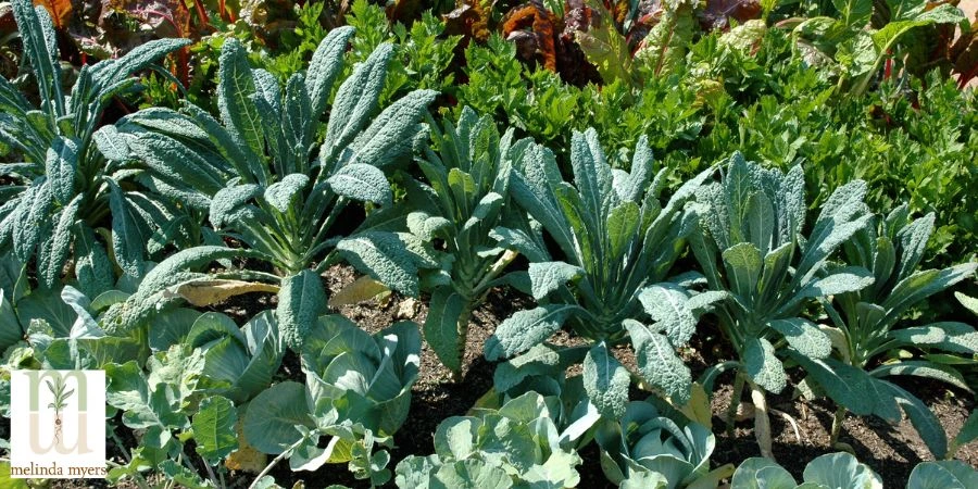harvesting kale