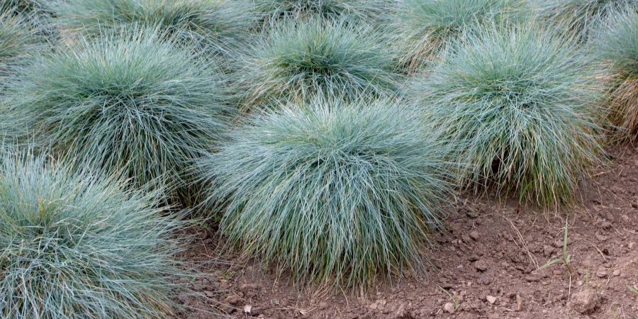 blue fescue ornamental
