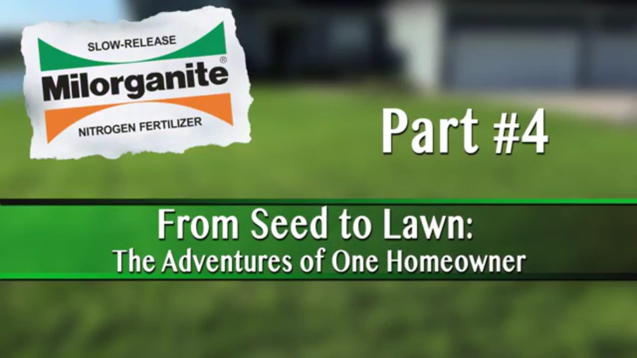 New Lawn Part 4