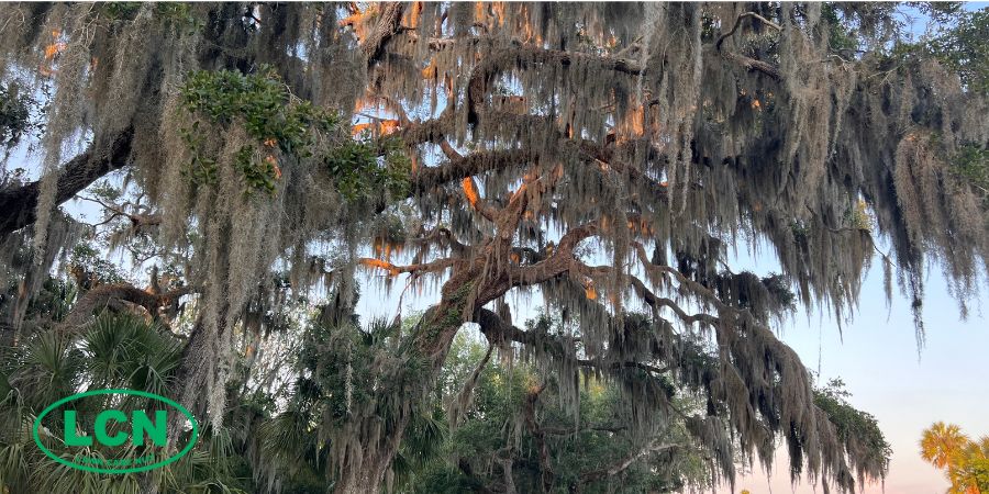 spanish moss tree