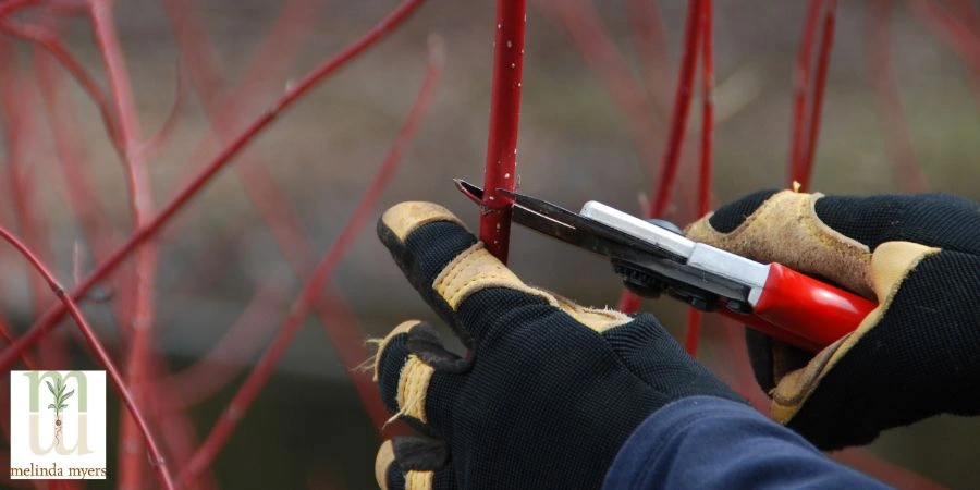pruning a shrub