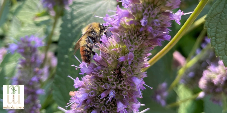 MM pollinator Bee-on-Agastache 900x450.webp