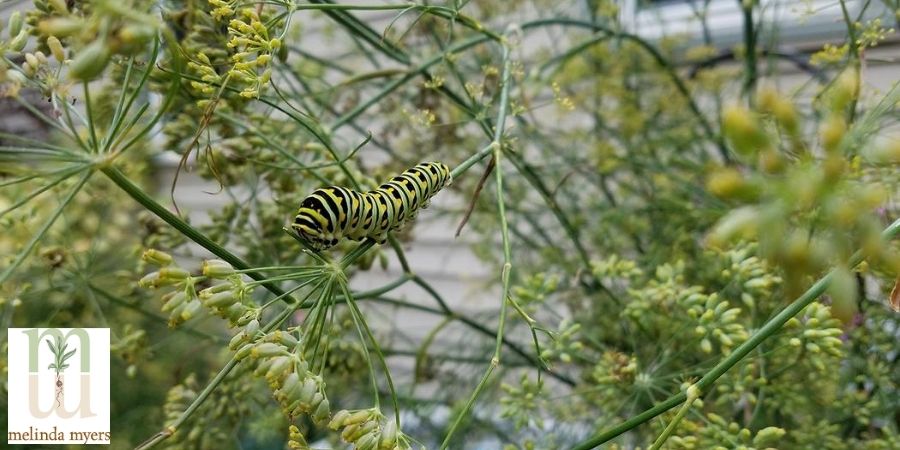 Swallowtail Catepillar on Fennel