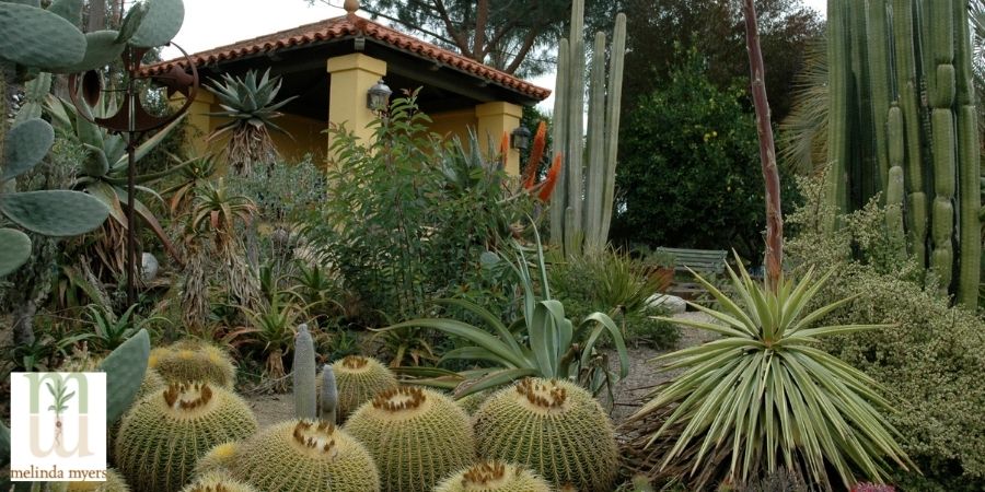 backyard cactus garden in california