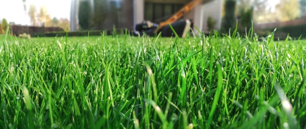lawn with lawnmower