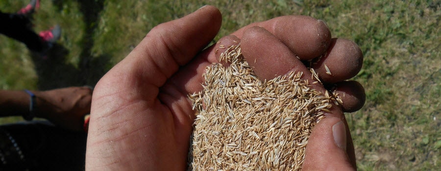Hands holding grass seed