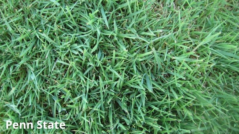 Bentgrass