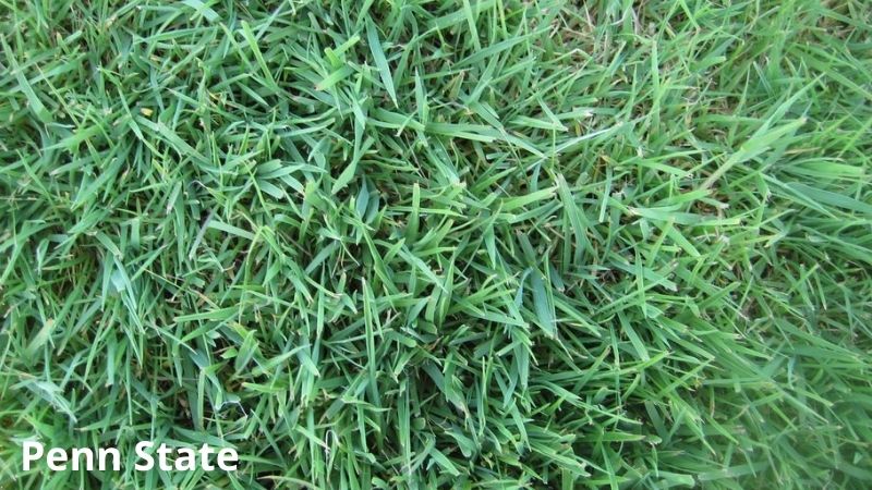 Bentgrass