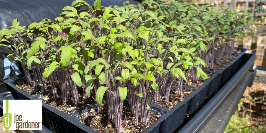 densely packed starter seeds growing in tray