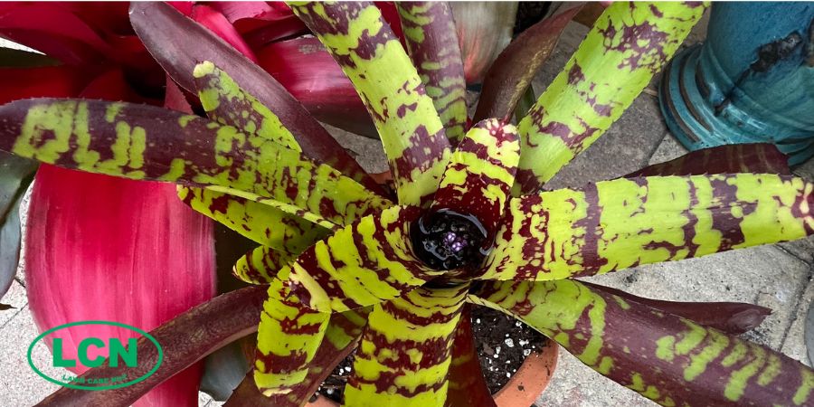 neoregelia hybrid plant