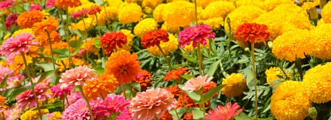 Bright flowers Many brightly colored flowers in a flower garden.