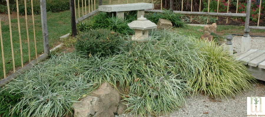 Zen Garden with Rocks and plants