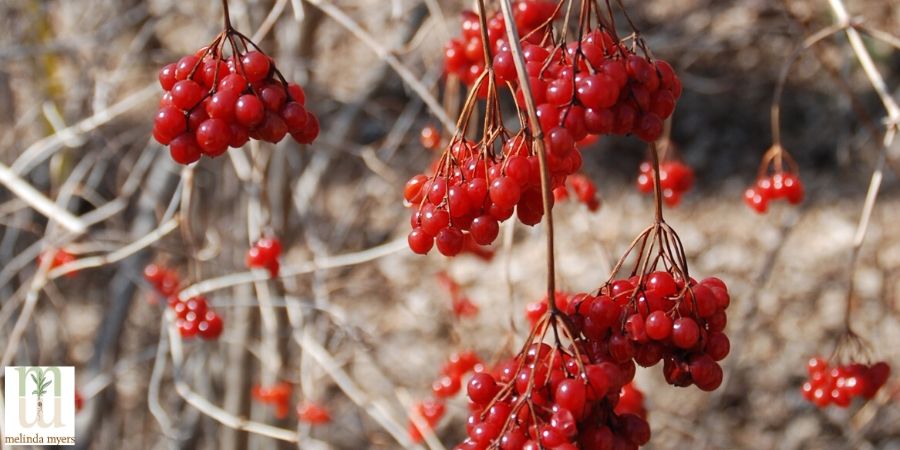 Viburnum in winter for birds