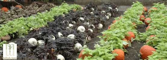 mm_spooky_halloween_landscape_555_x_201_px_1.webp