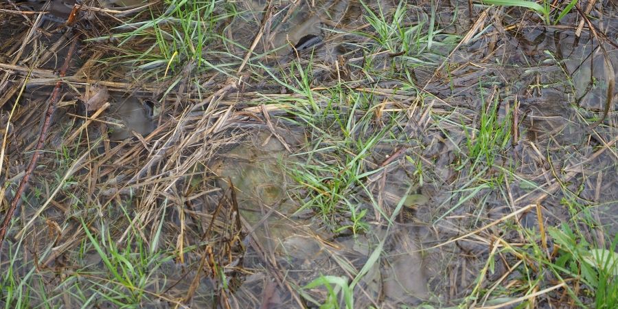 water pooling in lawn