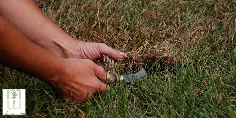 Checking for Thatch in the Yard