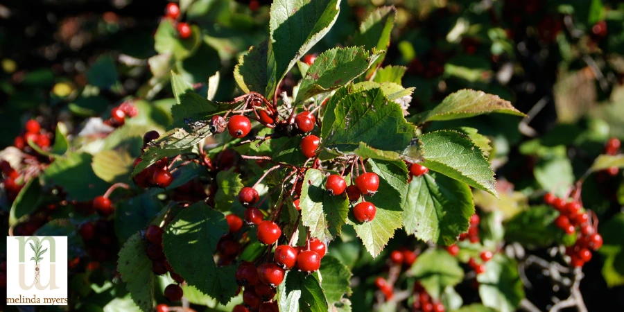 Hawthorn Crataegus