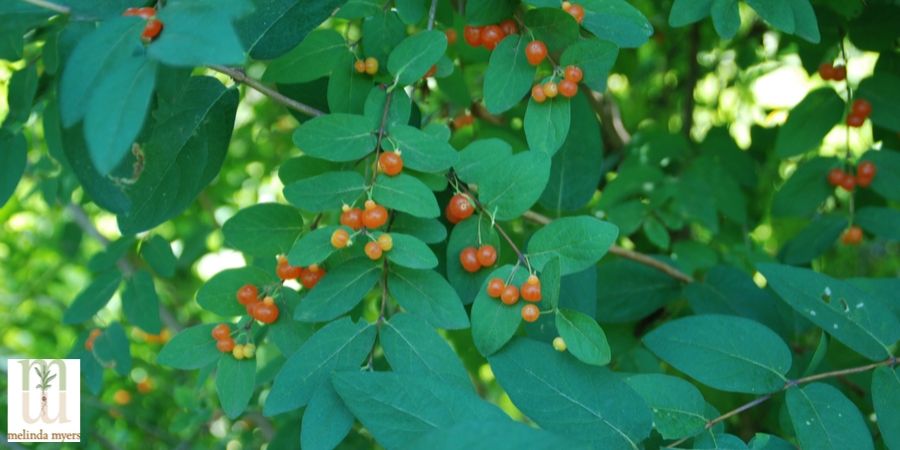 Honey Suckle invasive plant