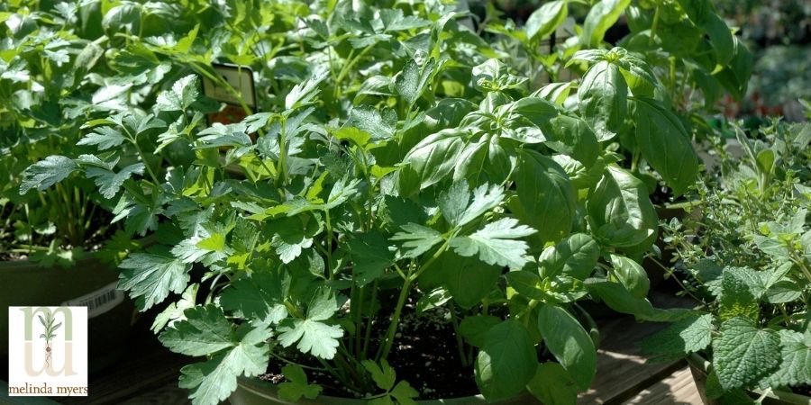 herbs in an outdoor pot