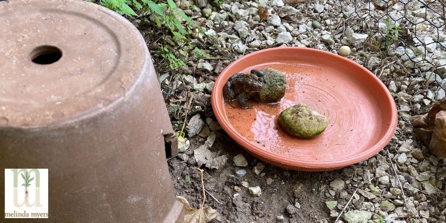 saucer with water with a toad