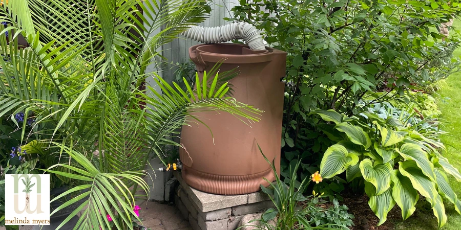 rain barrel in garden