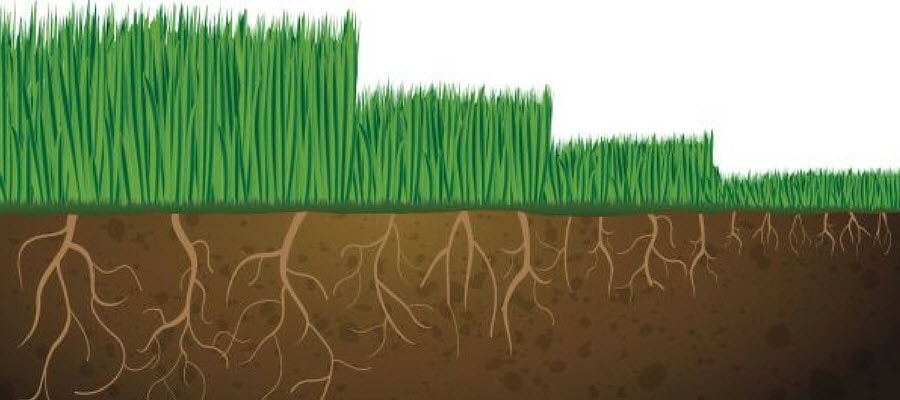 Grass height and root height graphic