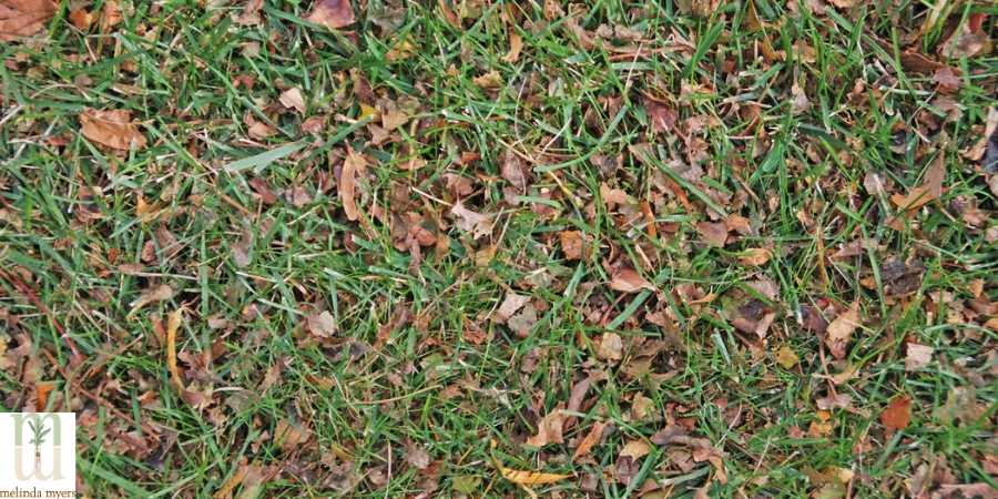 Recycle Yard Leaves As Mulch